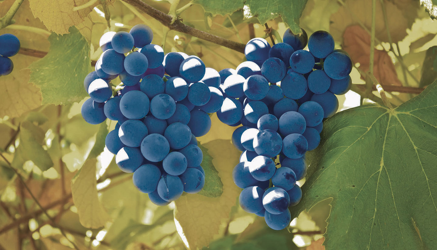 Uve Pinot nero dei vitigni della Tenuta Colombarola